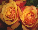 Rosen orange