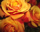 Rosen orange 2