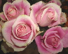 Rosen violett